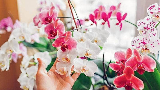 The Ultimate Guide to Phalaenopsis Orchids