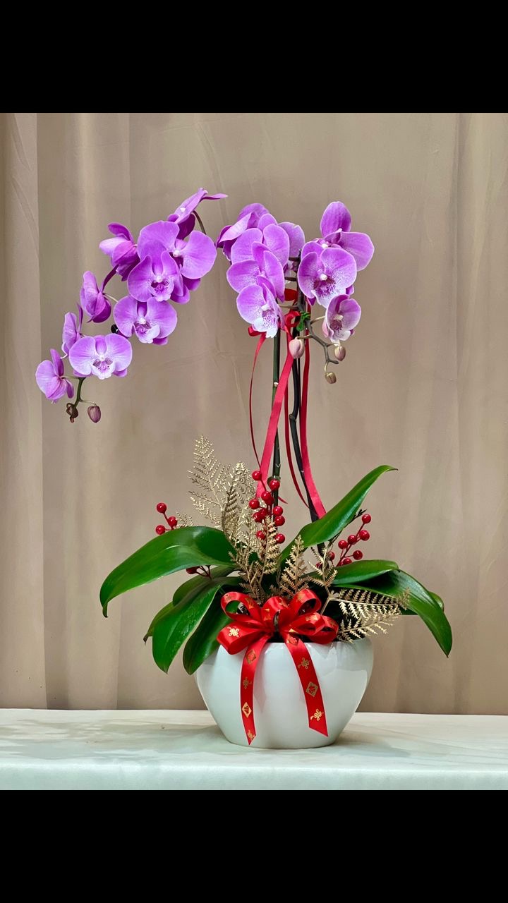 2 Stalk Phalaenopsis Orchid