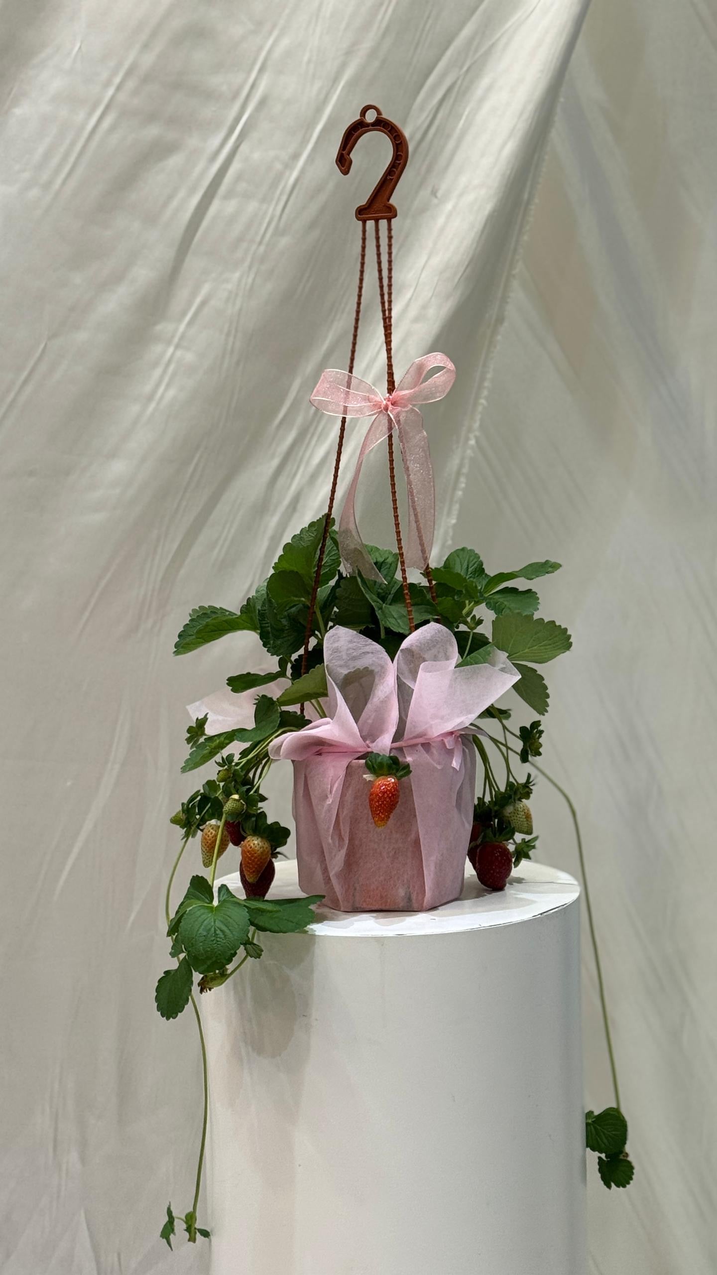 SweetBerry Home Garden