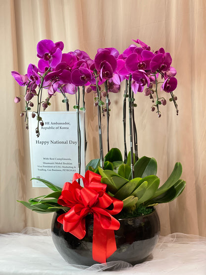8 Stalk Phalaenopsis Orchid