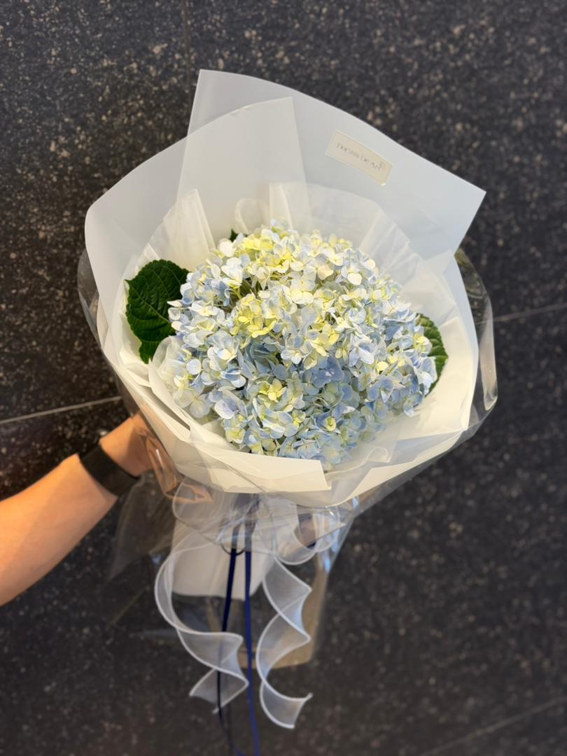 Hydrangea Éclat
