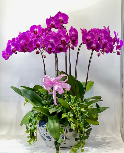 8 Stalk Phalaenopsis Orchid