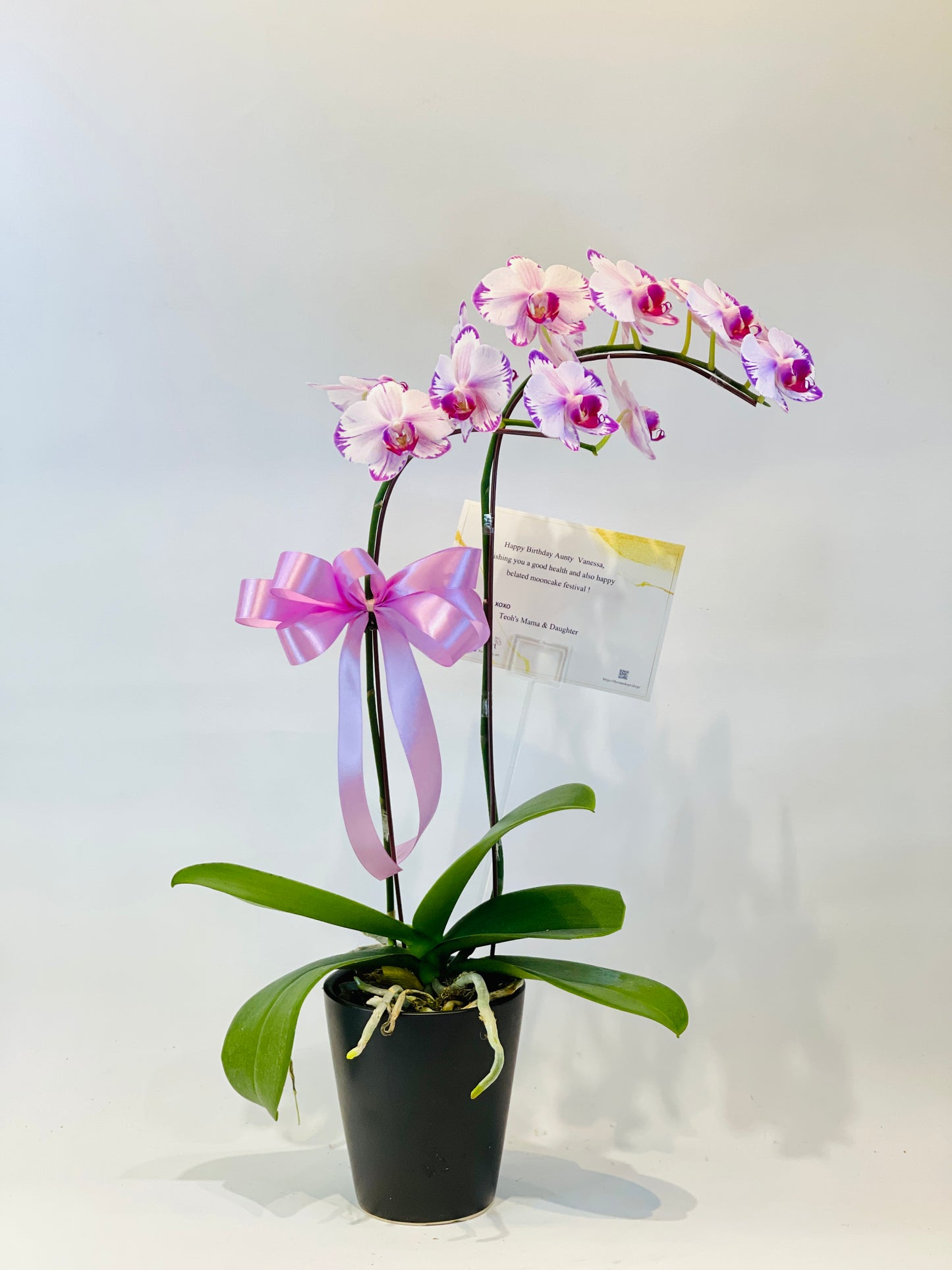 1 Stalk Phalaenopsis Orchid
