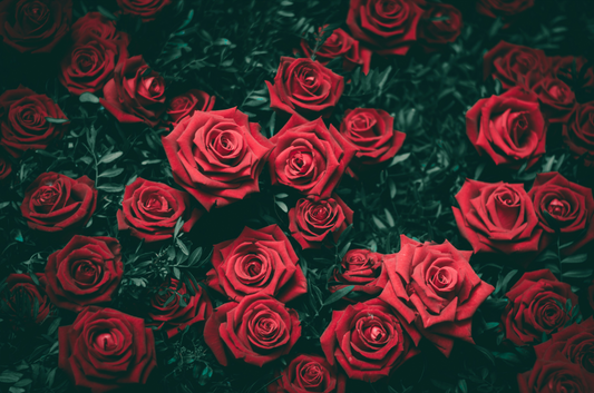 The Meanings and Languages of Roses