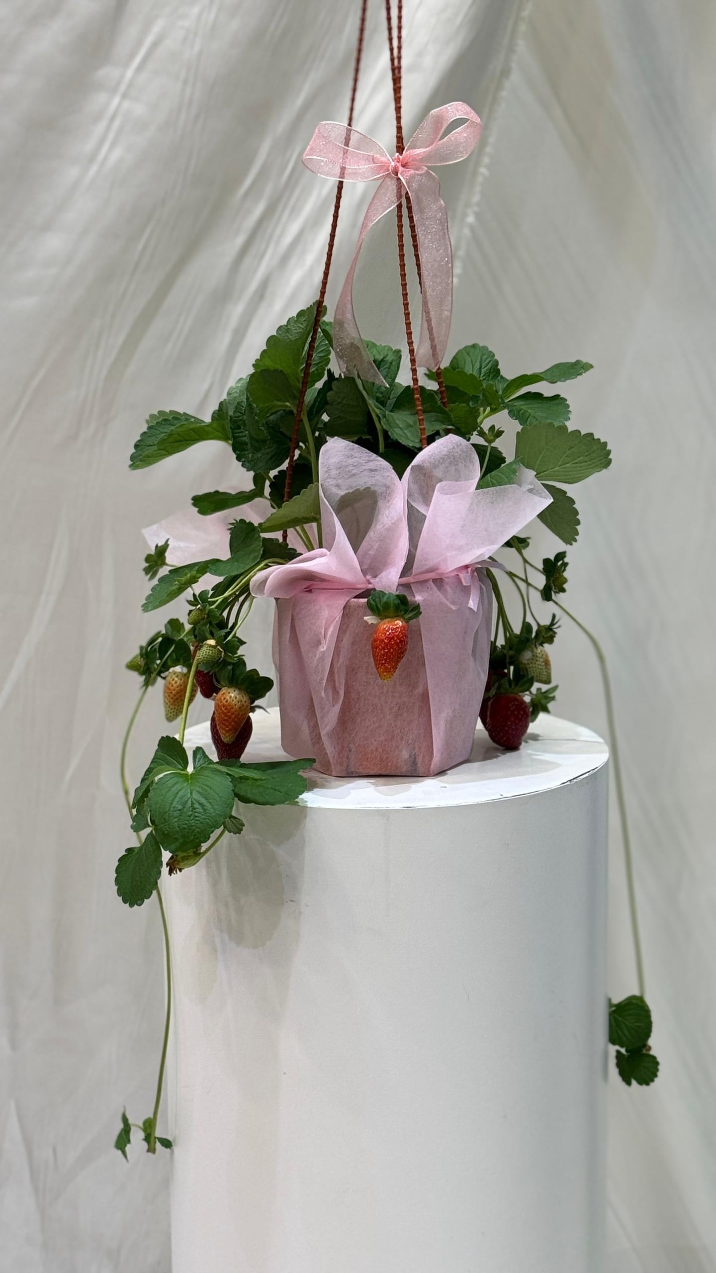 SweetBerry Home Garden