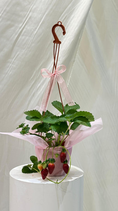 SweetBerry Home Garden