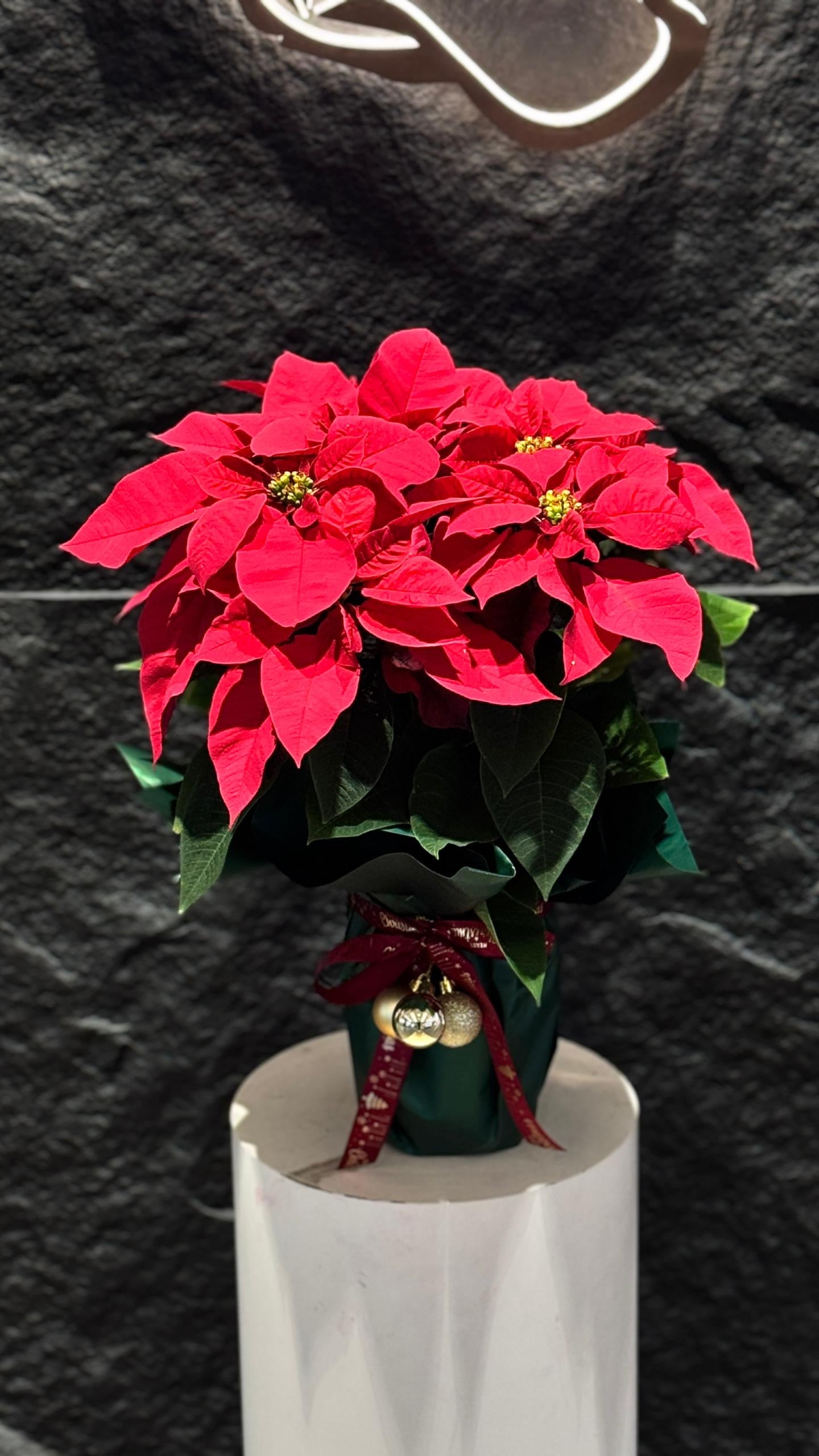 POINSETTIA