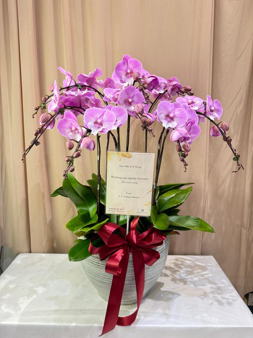 8 Stalk Phalaenopsis Orchid