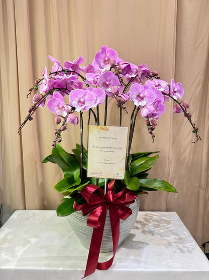 8 Stalk Phalaenopsis Orchid