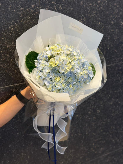 Hydrangea Éclat