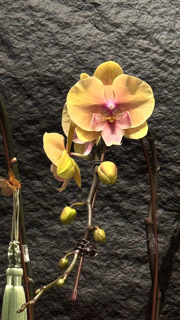 锦绣 · 瑞气初绽 Jin Xiu · First Bloom of Auspice