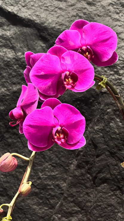 锦绣 · 瑞气初绽 Jin Xiu · First Bloom of Auspice