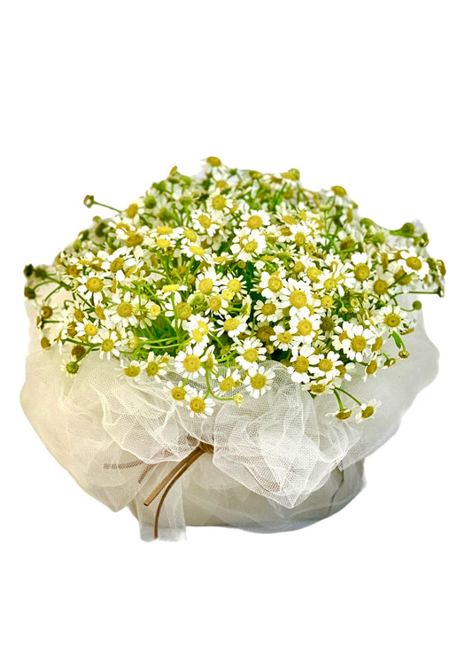 Chamomile Flower "Cake" | Special Gift Box