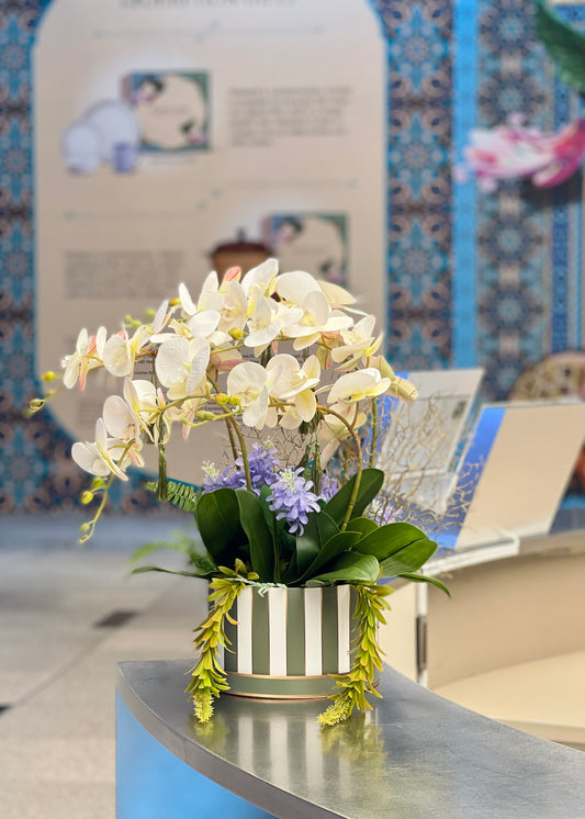 Raya Phalaenopsis Orchid (5 stalks) | Raya Collection