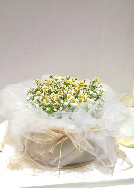 Chamomile Flower "Cake" | Special Gift Box