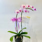 1 Stalk Phalaenopsis Orchid
