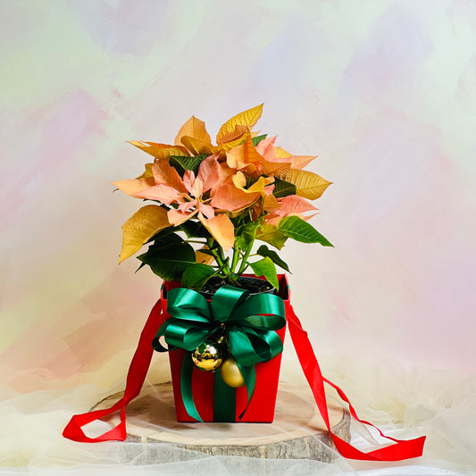 Poinsettia Christmas Box (Red Sand Orange) | Christmas Gifting