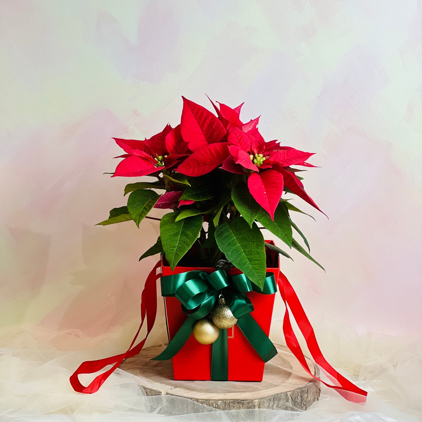 Poinsettia Christmas Box (Christmas Red) | Christmas Gifting