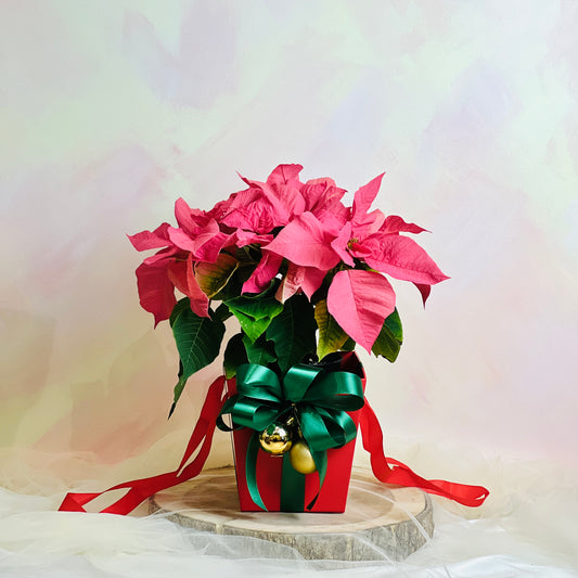 Poinsettia Christmas Box (Fuchsia Pink) | Christmas Gifting