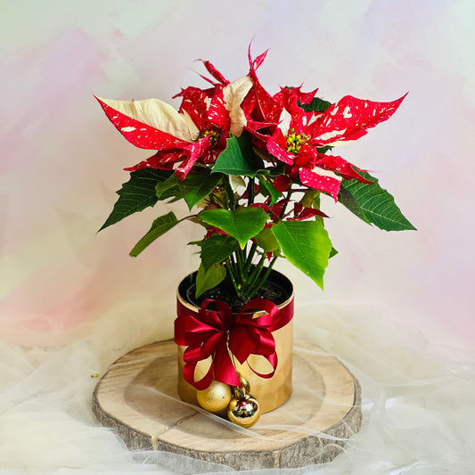 Poinsettia Gold Box (Brushed Gold Red) | Christmas Gifting