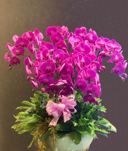 10 Stalk Phalaenopsis Orchid | Orchids