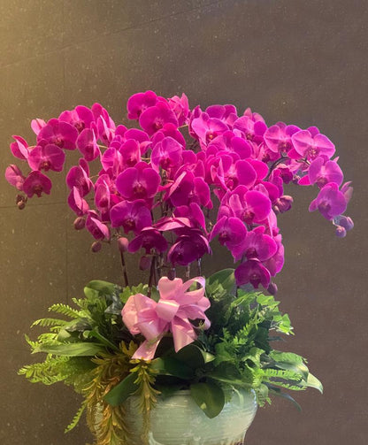 10 Stalk Phalaenopsis Orchid | Orchids