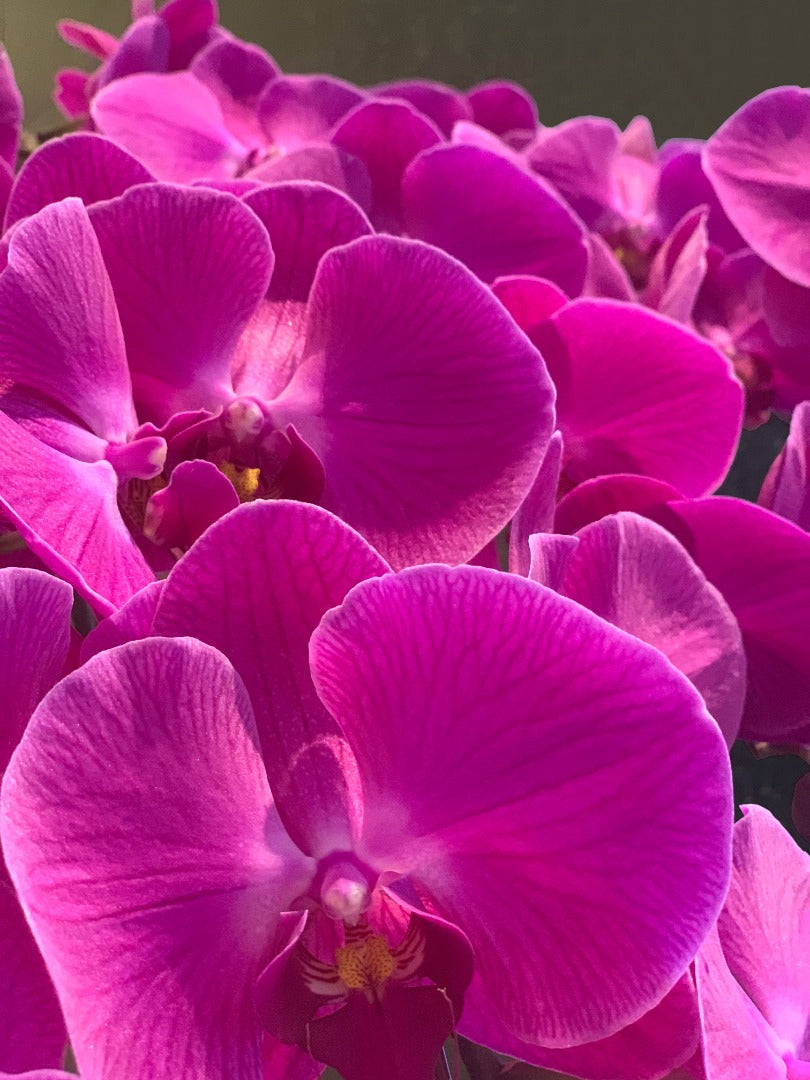 10 Stalk Phalaenopsis Orchid | Orchids