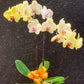 2 Stalk Phalaenopsis Orchid