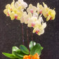 3 Stalk Phalaenopsis Orchid