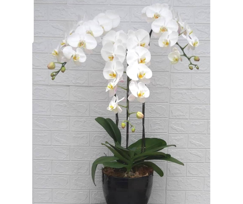 3 Stalk Phalaenopsis Orchid